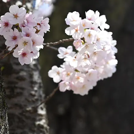 Japanese Machiya Private Asanogawa Holiday home *